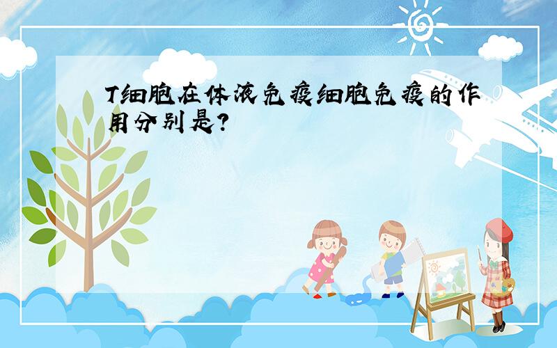 T细胞在体液免疫细胞免疫的作用分别是?