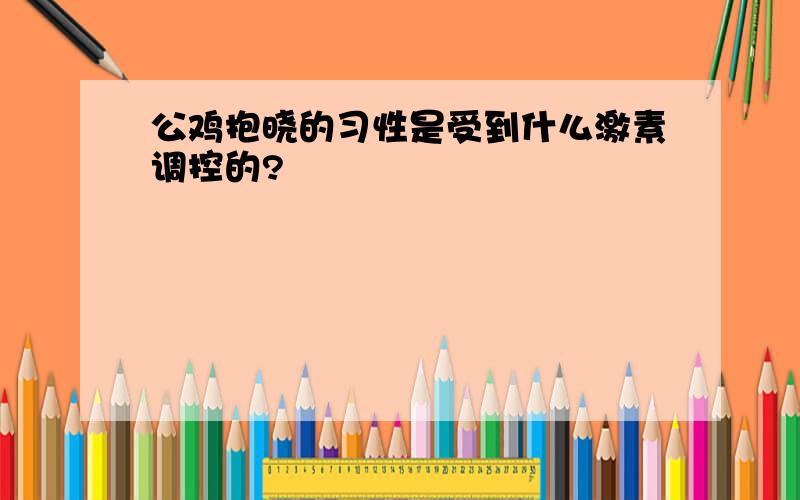 公鸡抱晓的习性是受到什么激素调控的?