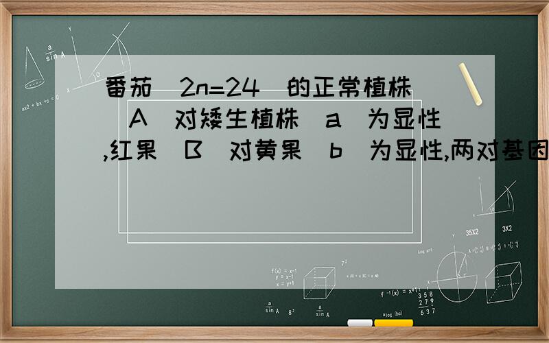 番茄（2n=24）的正常植株（A）对矮生植株（a）为显性,红果（B）对黄果（b）为显性,两对基因独立遗传.