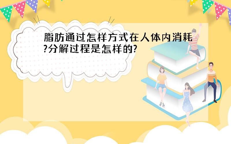 脂肪通过怎样方式在人体内消耗?分解过程是怎样的?