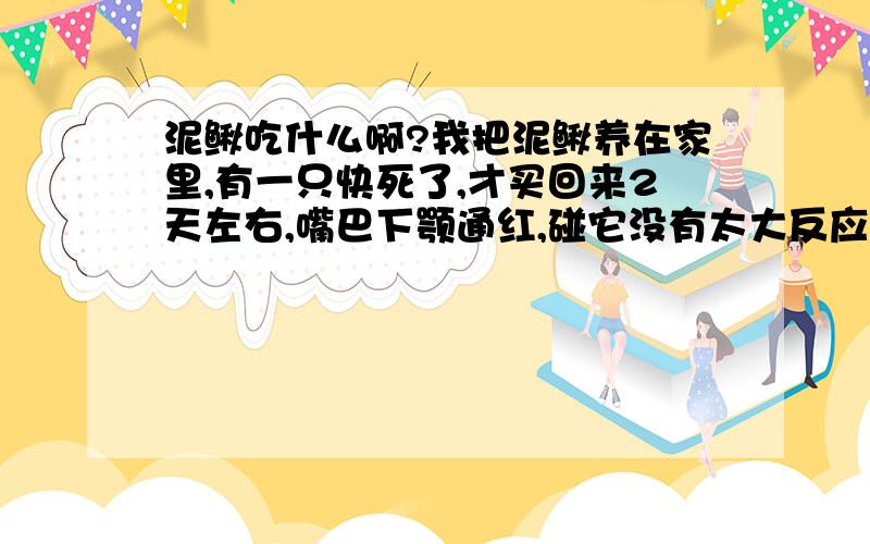 泥鳅吃什么啊?我把泥鳅养在家里,有一只快死了,才买回来2天左右,嘴巴下颚通红,碰它没有太大反应,是小泥鳅,我怕有类似现象