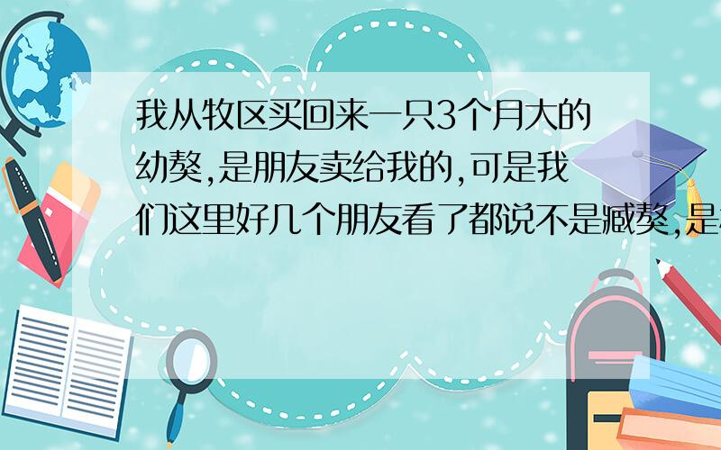 我从牧区买回来一只3个月大的幼獒,是朋友卖给我的,可是我们这里好几个朋友看了都说不是臧獒,是松潘狗（藏狗）,请问：臧獒和