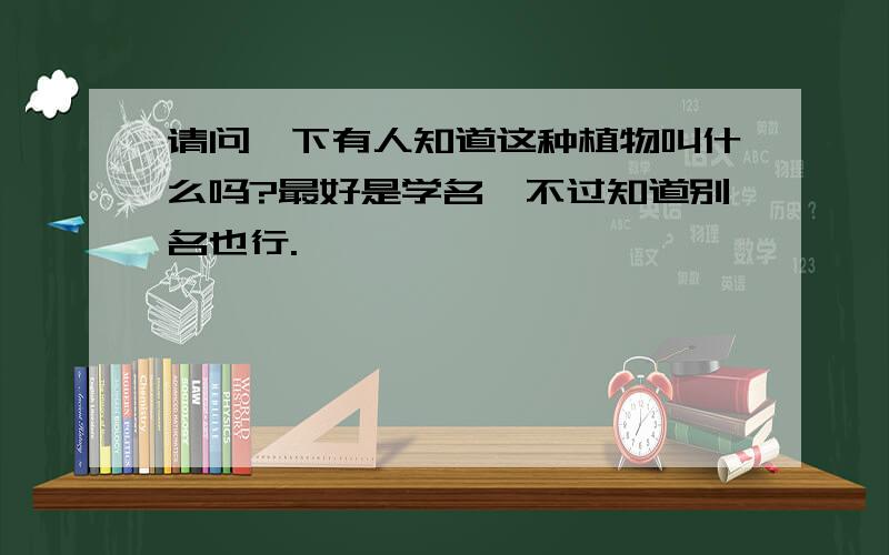 请问一下有人知道这种植物叫什么吗?最好是学名,不过知道别名也行.