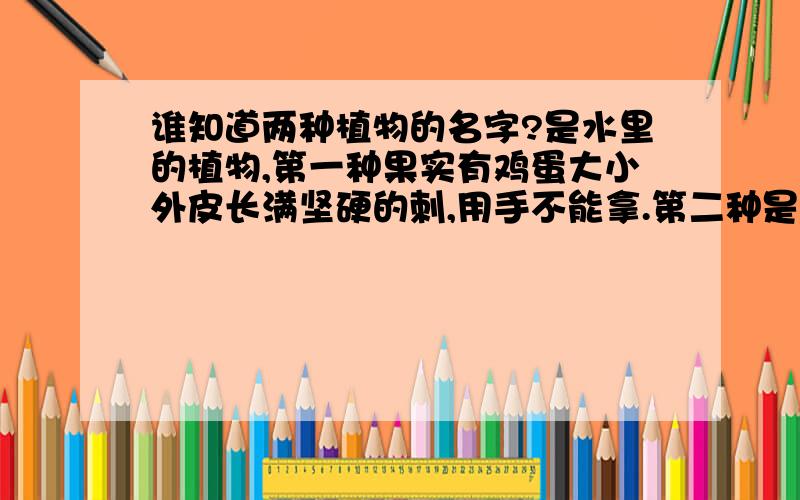 谁知道两种植物的名字?是水里的植物,第一种果实有鸡蛋大小外皮长满坚硬的刺,用手不能拿.第二种是果实是一种三角形的,都是以