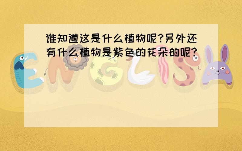 谁知道这是什么植物呢?另外还有什么植物是紫色的花朵的呢?