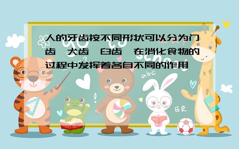 人的牙齿按不同形状可以分为门齿、犬齿、臼齿,在消化食物的过程中发挥着各自不同的作用