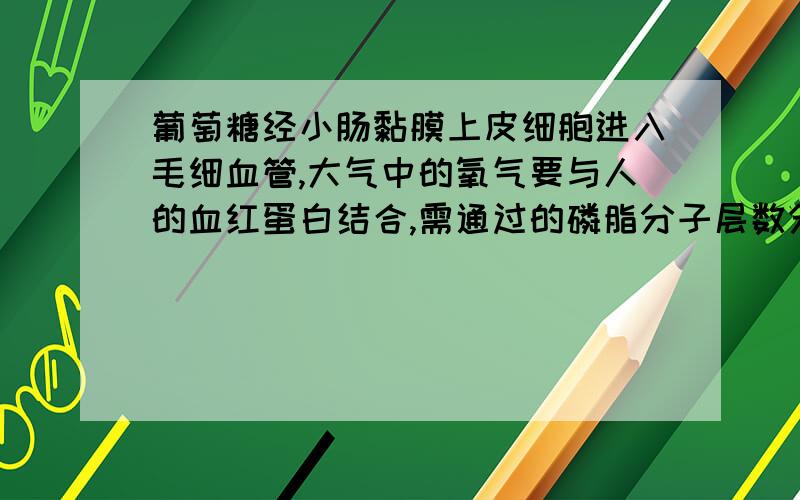 葡萄糖经小肠黏膜上皮细胞进入毛细血管,大气中的氧气要与人的血红蛋白结合,需通过的磷脂分子层数分别为