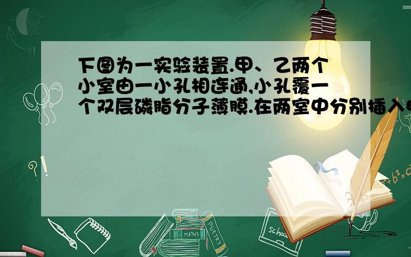 下图为一实验装置.甲、乙两个小室由一小孔相连通,小孔覆一个双层磷脂分子薄膜.在两室中分别插入电极,使离子做定向移动.甲室