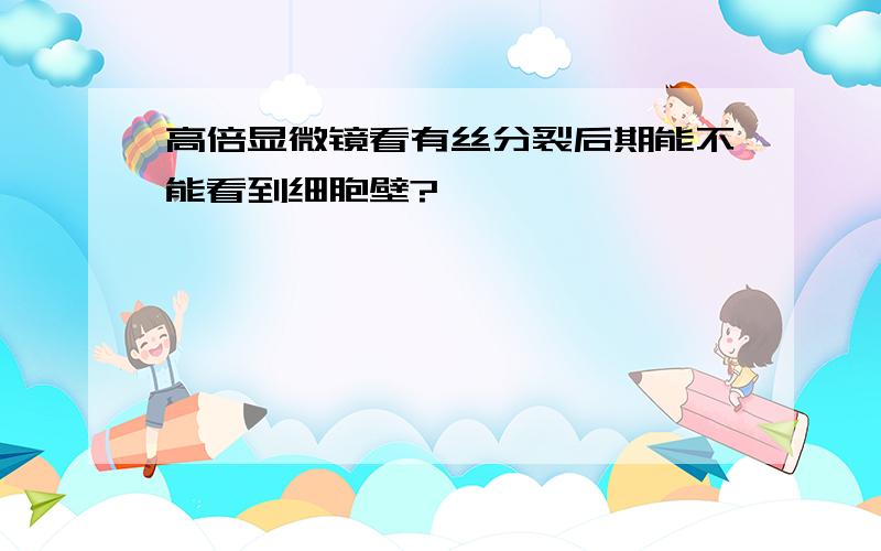 高倍显微镜看有丝分裂后期能不能看到细胞壁?