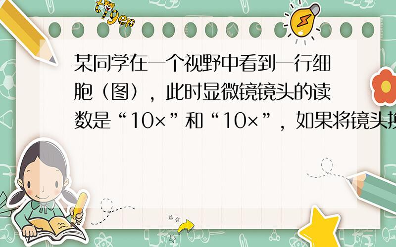 某同学在一个视野中看到一行细胞（图），此时显微镜镜头的读数是“10×”和“10×”，如果将镜头换成“10×”和“20×”