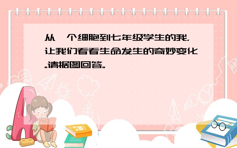 从一个细胞到七年级学生的我，让我们看看生命发生的奇妙变化。请据图回答。