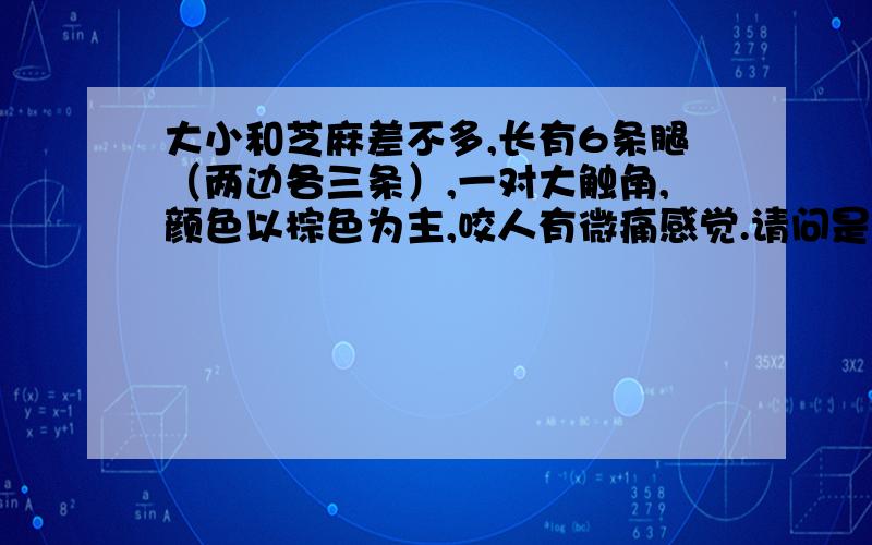 大小和芝麻差不多,长有6条腿（两边各三条）,一对大触角,颜色以棕色为主,咬人有微痛感觉.请问是什么虫?