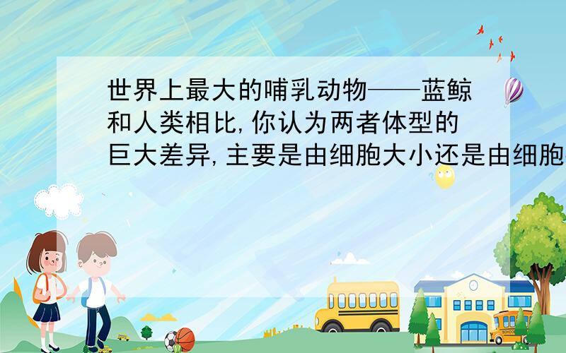 世界上最大的哺乳动物——蓝鲸和人类相比,你认为两者体型的巨大差异,主要是由细胞大小还是由细胞数量造