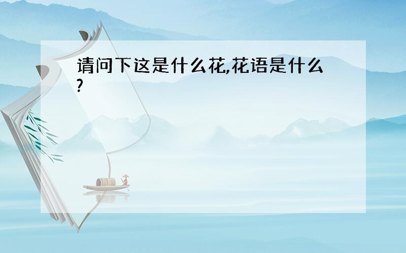 请问下这是什么花,花语是什么?