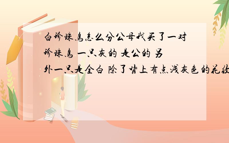 白珍珠鸟怎么分公母我买了一对珍珠鸟 一只灰的 是公的 另外一只是全白 除了背上有点浅灰色的花纹 其他什么就没有了 简便