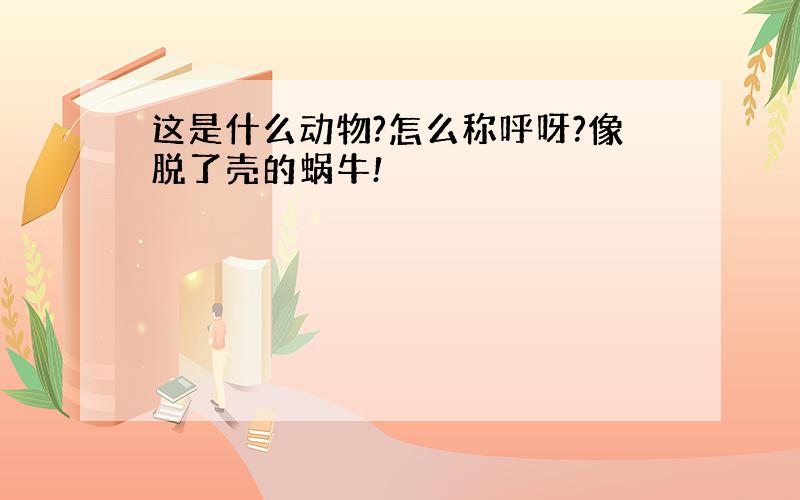 这是什么动物?怎么称呼呀?像脱了壳的蜗牛!