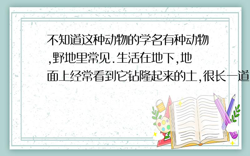 不知道这种动物的学名有种动物,野地里常见.生活在地下,地面上经常看到它钻隆起来的土,很长一道.全身黑色短毛,四肢很短,前