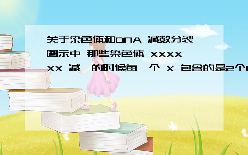 关于染色体和DNA 减数分裂图示中 那些染色体 XXXXXX 减一的时候每一个 X 包含的是2个DNA还是4个 也就是每