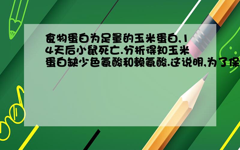 食物蛋白为足量的玉米蛋白,14天后小鼠死亡.分析得知玉米蛋白缺少色氨酸和赖氨酸.这说明,为了保证动物健康生活,不只需要足