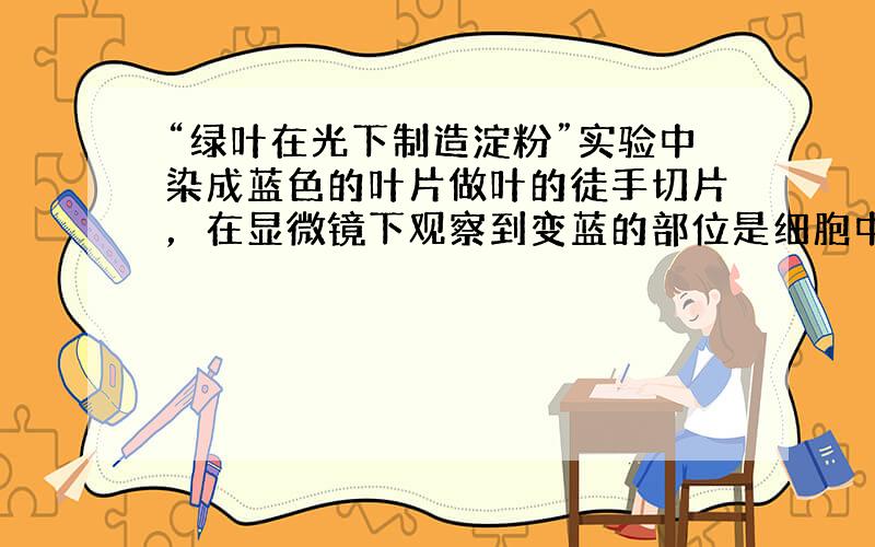 “绿叶在光下制造淀粉”实验中染成蓝色的叶片做叶的徒手切片，在显微镜下观察到变蓝的部位是细胞中的（　　）