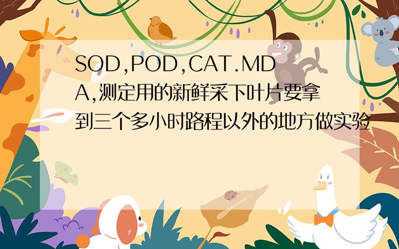 SOD,POD,CAT.MDA,测定用的新鲜采下叶片要拿到三个多小时路程以外的地方做实验