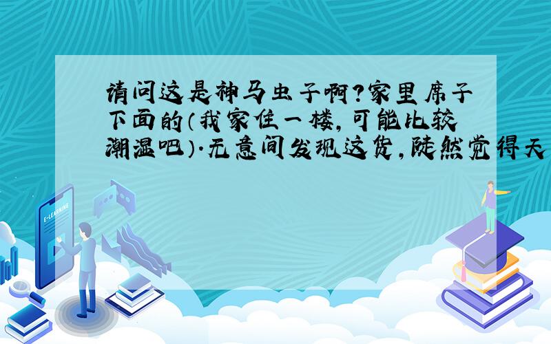 请问这是神马虫子啊?家里席子下面的（我家住一楼,可能比较潮湿吧）.无意间发现这货,陡然觉得天天与其同眠好不恶心.请问这是