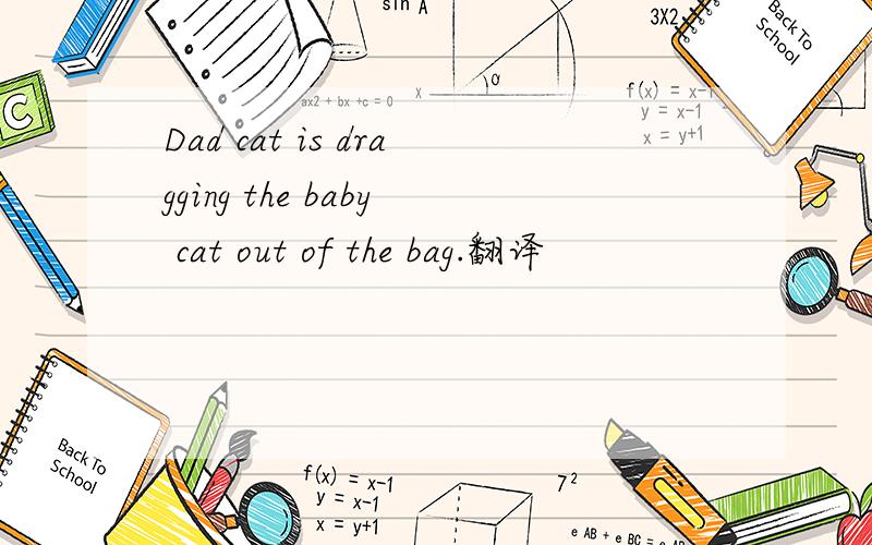 Dad cat is dragging the baby cat out of the bag.翻译