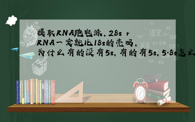 提取RNA跑电泳,28s rRNA一定就比18s的亮吗,为什么有的没有5s,有的有5s,5.8s怎么没有被提起过?