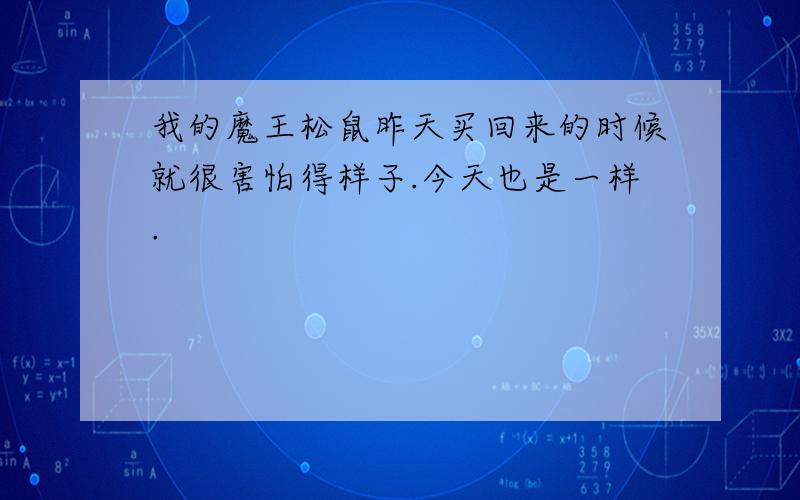 我的魔王松鼠昨天买回来的时候就很害怕得样子.今天也是一样.