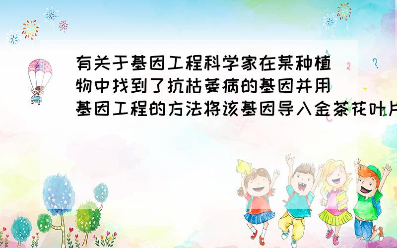 有关于基因工程科学家在某种植物中找到了抗枯萎病的基因并用基因工程的方法将该基因导入金茶花叶片细胞的染色体DNA上,经培养