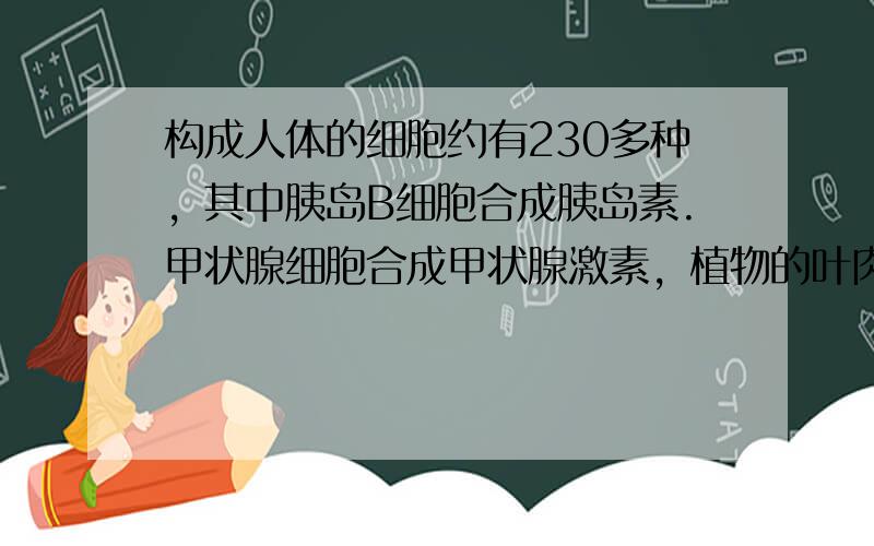 构成人体的细胞约有230多种，其中胰岛B细胞合成胰岛素.甲状腺细胞合成甲状腺激素，植物的叶肉细胞中含有叶绿素，根尖成熟区