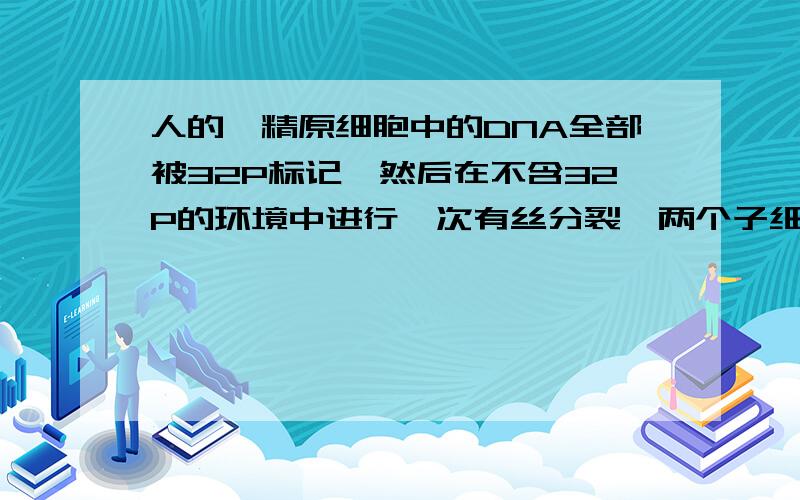 人的一精原细胞中的DNA全部被32P标记,然后在不含32P的环境中进行一次有丝分裂,两个子细胞再进行一次减数