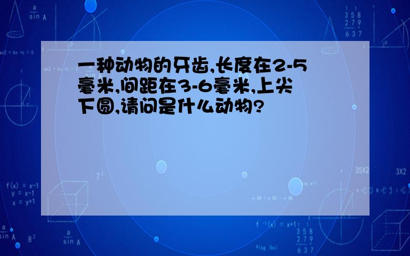 一种动物的牙齿,长度在2-5毫米,间距在3-6毫米,上尖下圆,请问是什么动物?