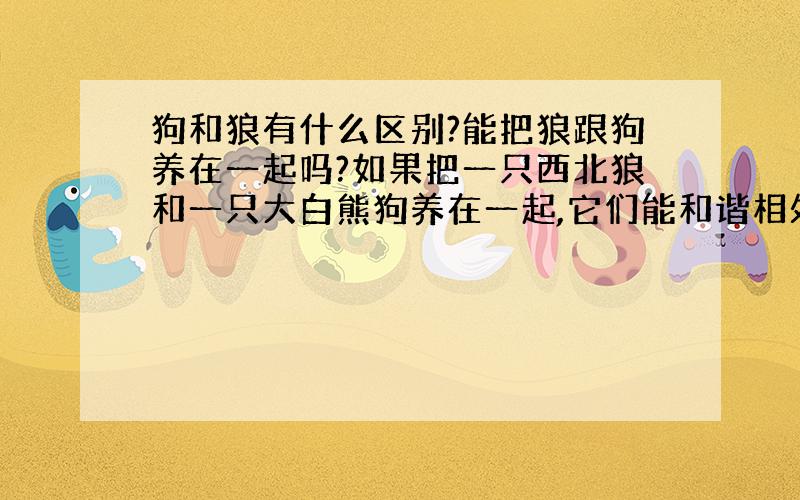 狗和狼有什么区别?能把狼跟狗养在一起吗?如果把一只西北狼和一只大白熊狗养在一起,它们能和谐相处吗?