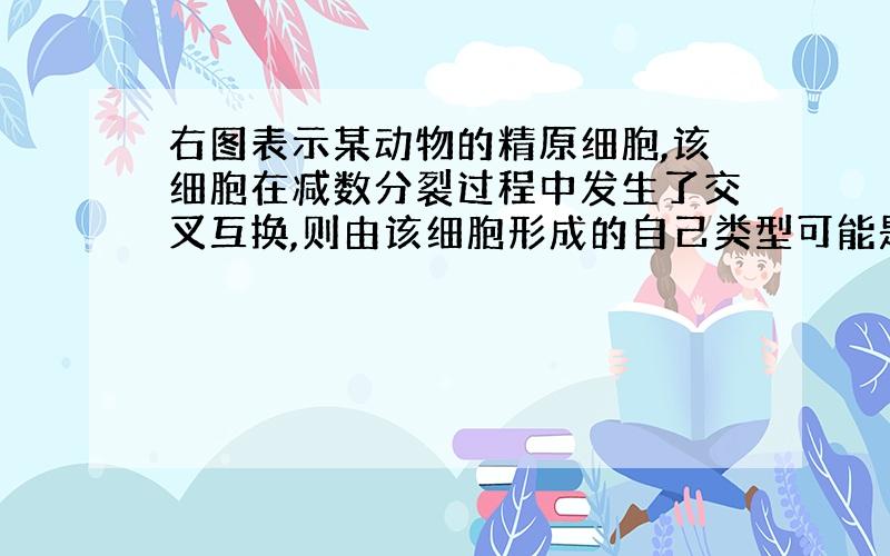 右图表示某动物的精原细胞,该细胞在减数分裂过程中发生了交叉互换,则由该细胞形成的自己类型可能是?