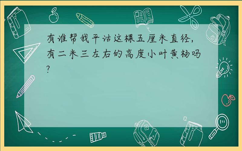 有谁帮我平诂这棵五厘米直径,有二米三左右的高度小叶黄杨吗?