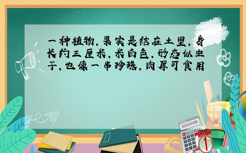 一种植物,果实是结在土里,身长约三厘米,米白色,形态似虫子,也像一串珍珠,肉厚可食用