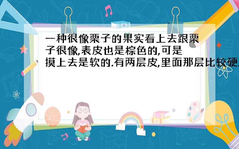 一种很像栗子的果实看上去跟栗子很像,表皮也是棕色的,可是摸上去是软的.有两层皮,里面那层比较硬.最里面的果实是黄色的,有