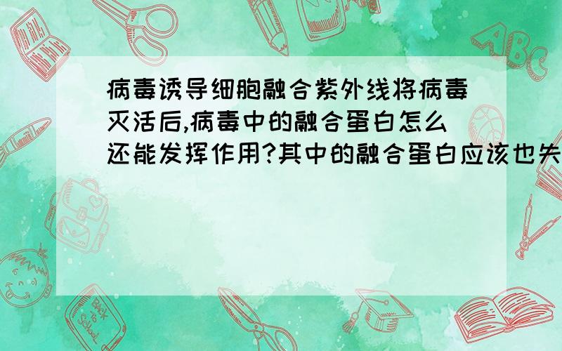 病毒诱导细胞融合紫外线将病毒灭活后,病毒中的融合蛋白怎么还能发挥作用?其中的融合蛋白应该也失活了吧