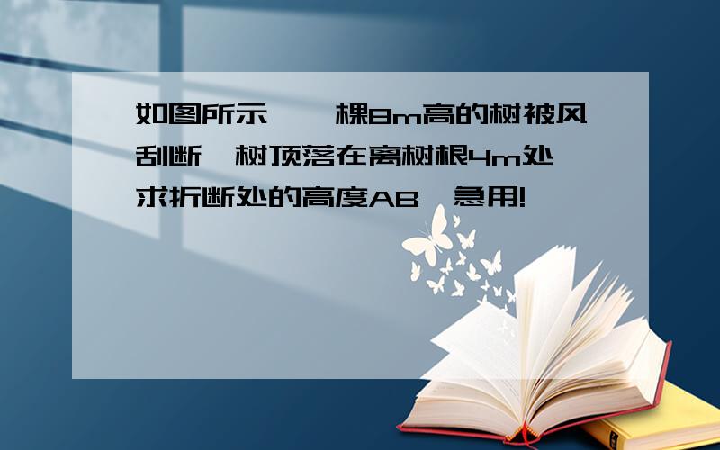 如图所示,一棵8m高的树被风刮断,树顶落在离树根4m处,求折断处的高度AB,急用!