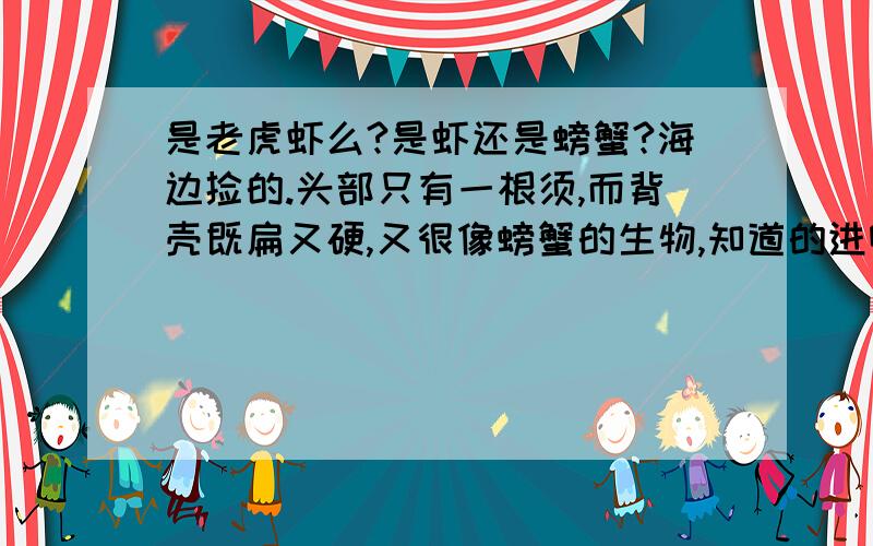 是老虎虾么?是虾还是螃蟹?海边捡的.头部只有一根须,而背壳既扁又硬,又很像螃蟹的生物,知道的进啊