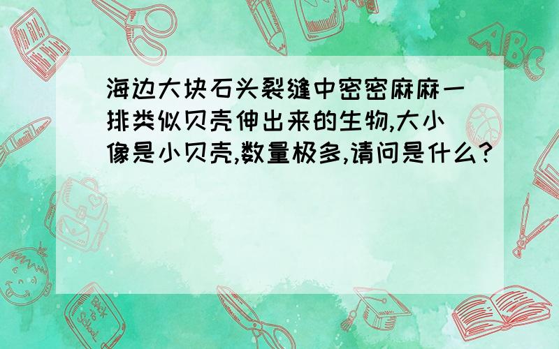 海边大块石头裂缝中密密麻麻一排类似贝壳伸出来的生物,大小像是小贝壳,数量极多,请问是什么?