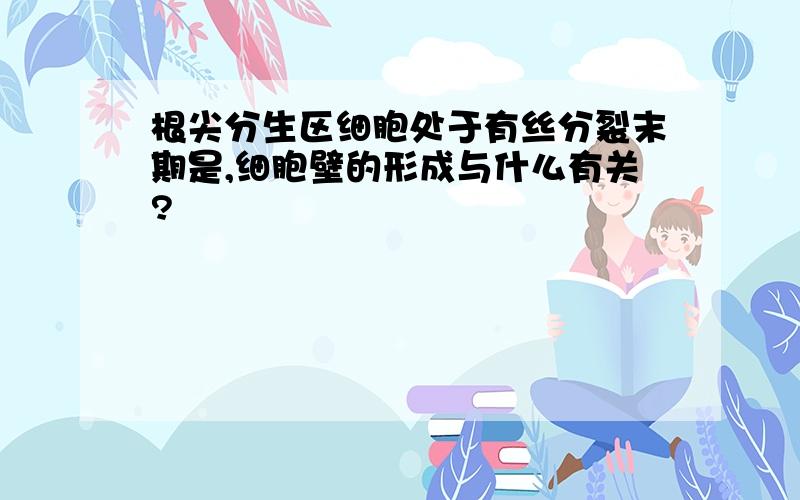 根尖分生区细胞处于有丝分裂末期是,细胞壁的形成与什么有关?