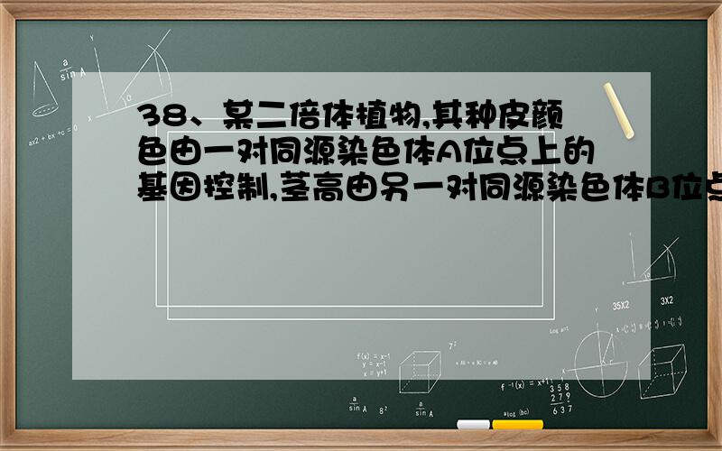 38、某二倍体植物,其种皮颜色由一对同源染色体A位点上的基因控制,茎高由另一对同源染色体B位点上的基因