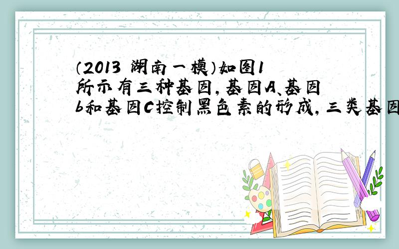 （2013•湖南一模）如图1所示有三种基因，基因A、基因b和基因C控制黑色素的形成，三类基因的控制均表现 为完