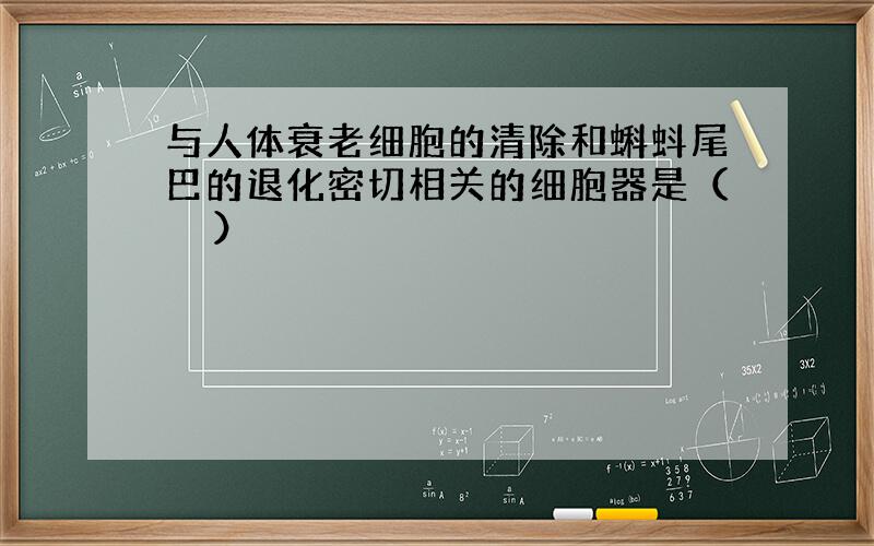 与人体衰老细胞的清除和蝌蚪尾巴的退化密切相关的细胞器是（　　）