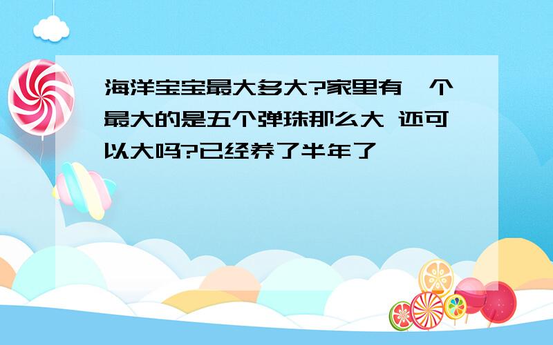 海洋宝宝最大多大?家里有一个最大的是五个弹珠那么大 还可以大吗?已经养了半年了