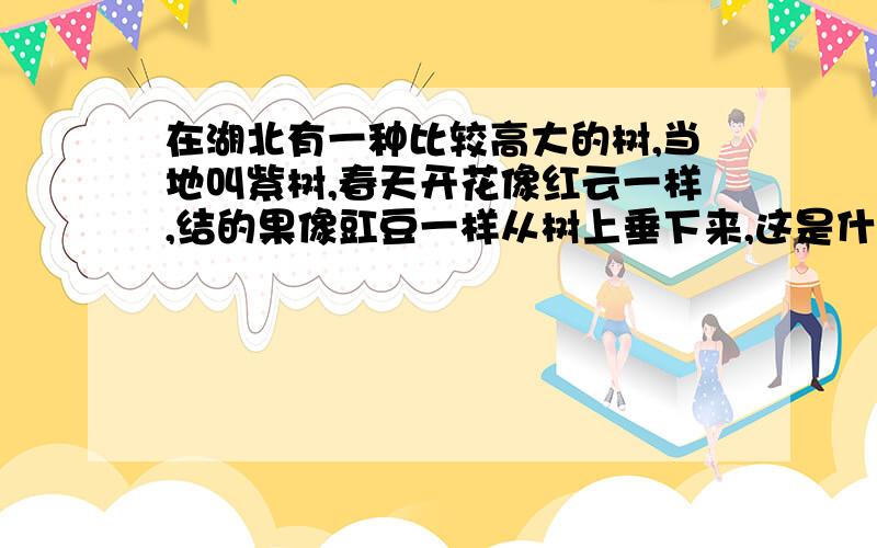 在湖北有一种比较高大的树,当地叫紫树,春天开花像红云一样,结的果像豇豆一样从树上垂下来,这是什么树