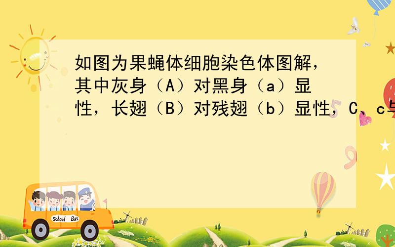 如图为果蝇体细胞染色体图解，其中灰身（A）对黑身（a）显性，长翅（B）对残翅（b）显性，C、c与D、d控制另外两对相对性