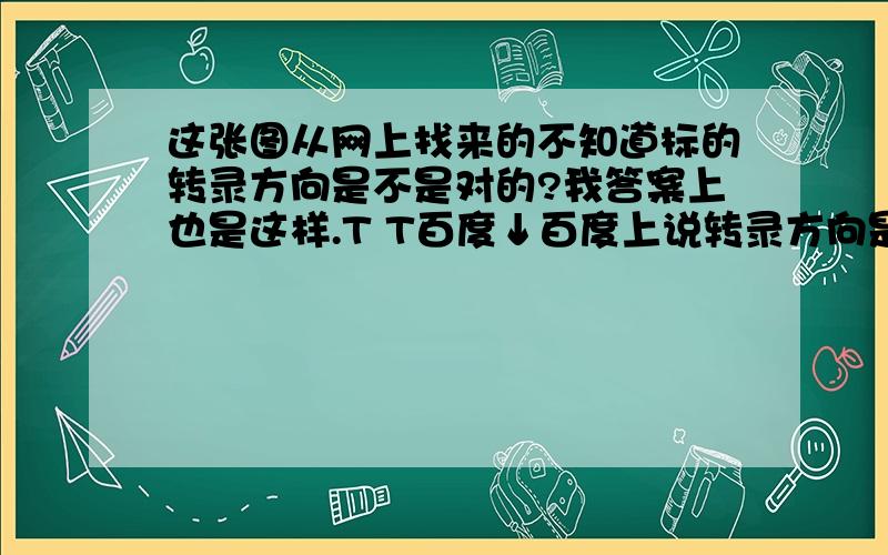 这张图从网上找来的不知道标的转录方向是不是对的?我答案上也是这样.T T百度↓百度上说转录方向是RNA聚合酶将去的方向,